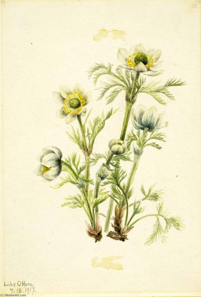 Plume Anemone (pulsatilla Occidentalis) — Mary Vaux Walcott