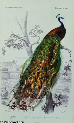 The Peacock — Edouard Traviès