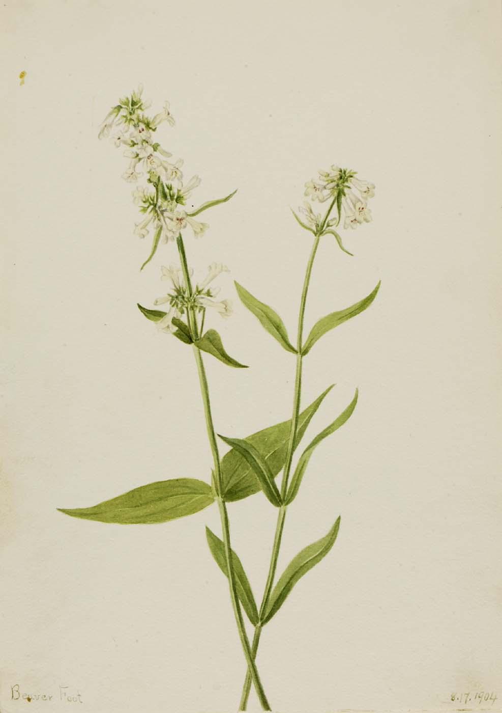 Yellow Pentstemon (pentstemon Confertus) — Mary Vaux Walcott