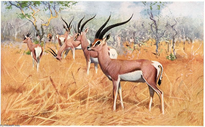 Grant's Gazelle — Friedrich Wilhelm Kuhnert