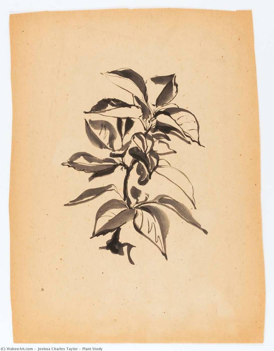 Plant Study — Joshua Charles Taylor