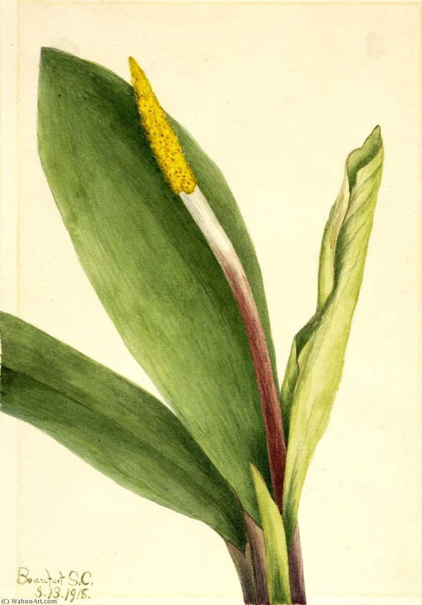 Goldenclub (orontium Aquaticum) — Mary Vaux Walcott