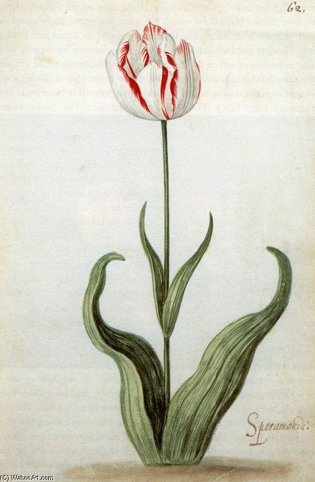 A Watercolour Of A Tulip — Ambrosius The Younger Bosschaert