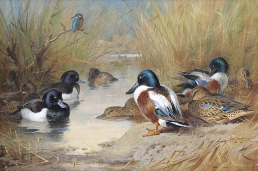 Mallard, Tufted Duck And A Kingfisher At The Water's Edge — Archibald Thorburn