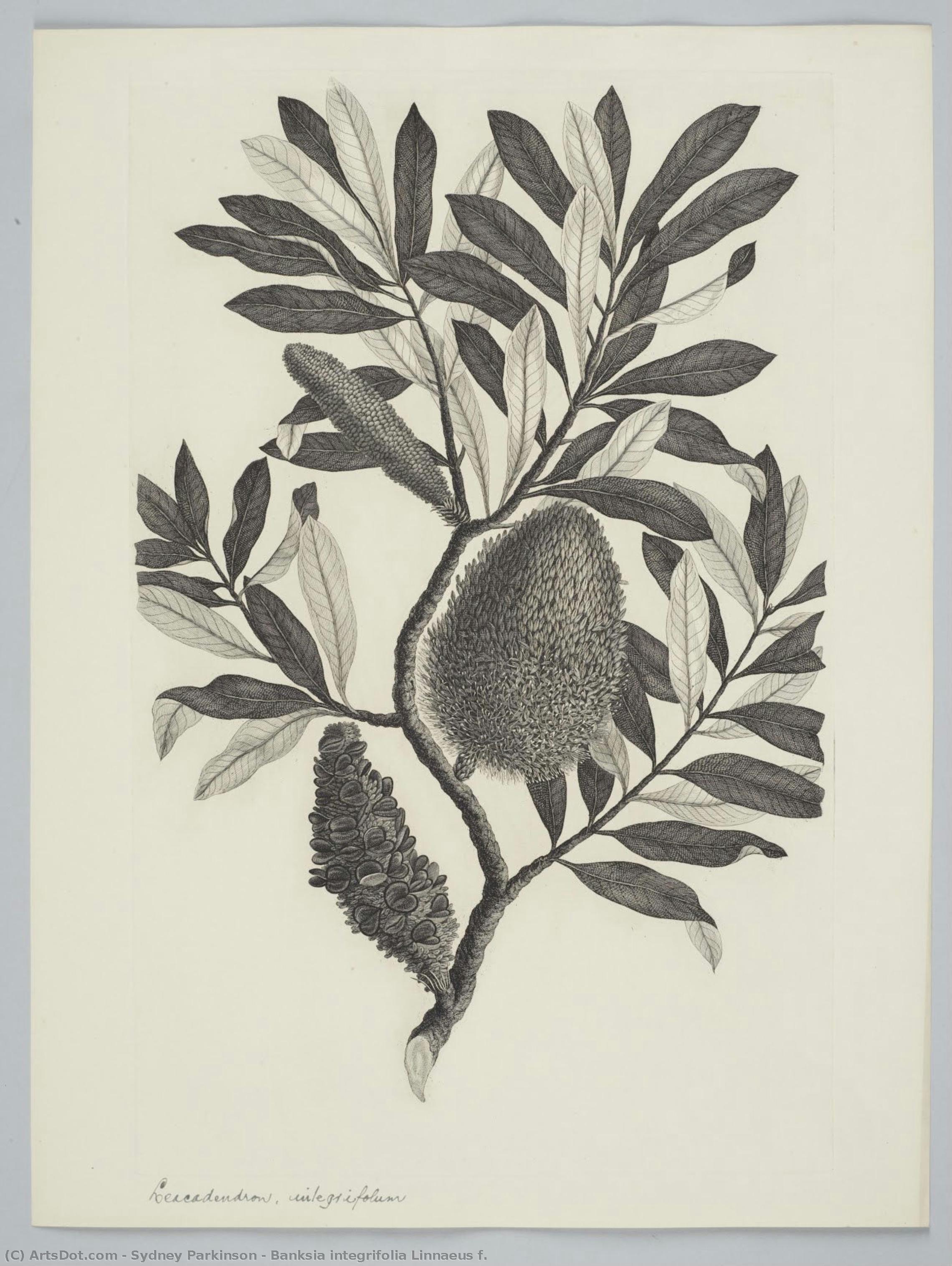 Banksia Integrifolia Linnaeus F. — Sydney Parkinson