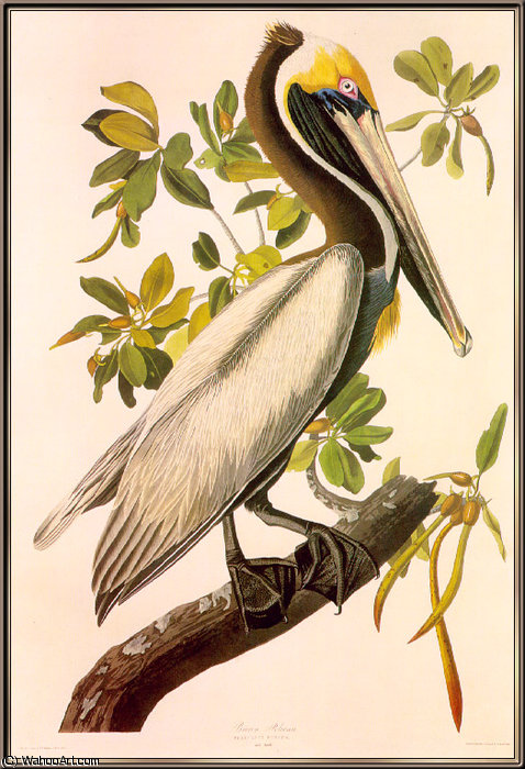 Brown Pelican — ジョン・ジェームズ・オーデュボン