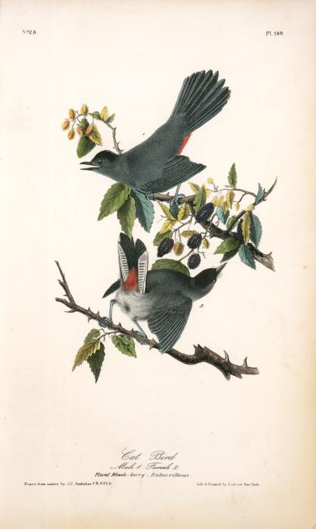Cat-bird. 1. Male. 2. Female. (plant Black-berry, Rubus Villosus.) — John James Audubon