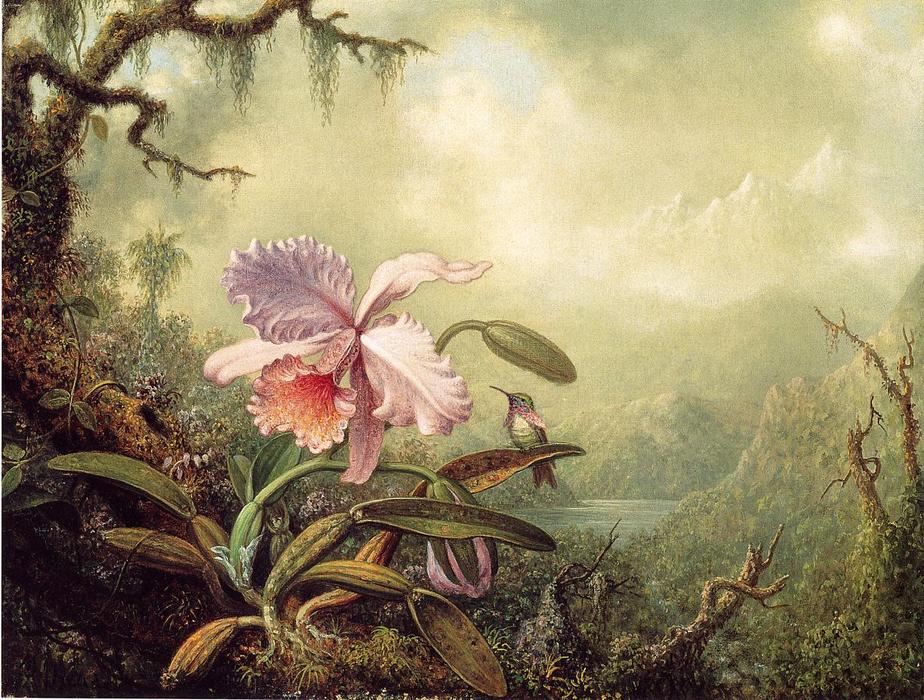 Heliodore's Woodstar And A Pink Orchid — Martin Johnson Heade