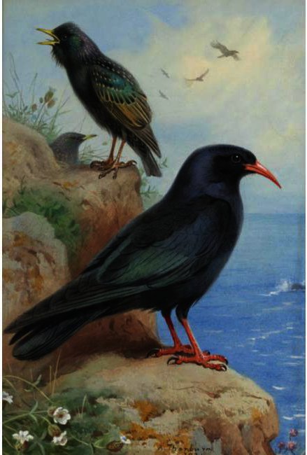 A Rock Starling And A Common Chough — Archibald Thorburn