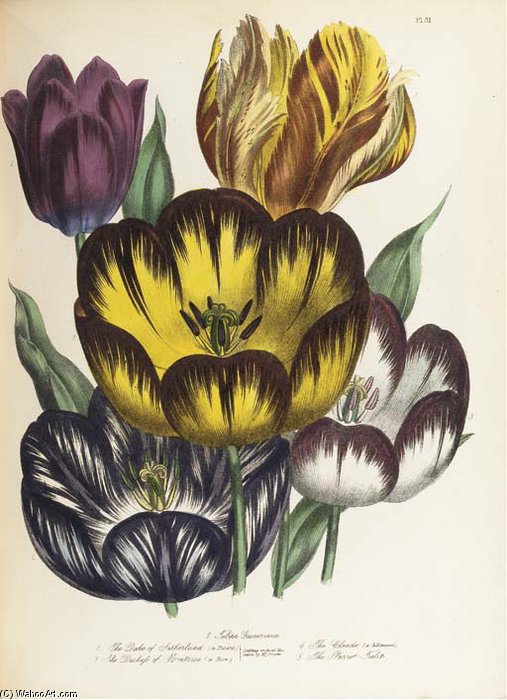 The Ladies' Flower Garden - — Jane Loudon