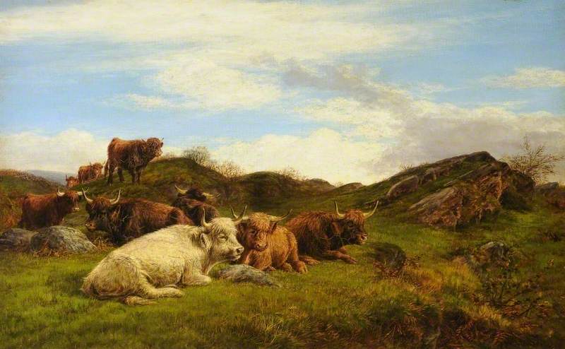 Highland Cattle — William Luker