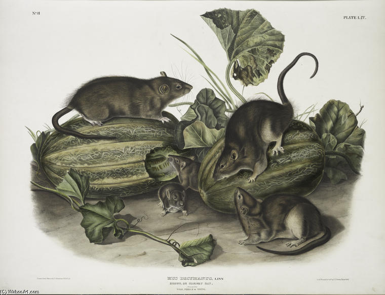 Mus Decumanus, Brown, Or Norway Rat. Natural Size. Male, Female ^ Young — John James Audubon