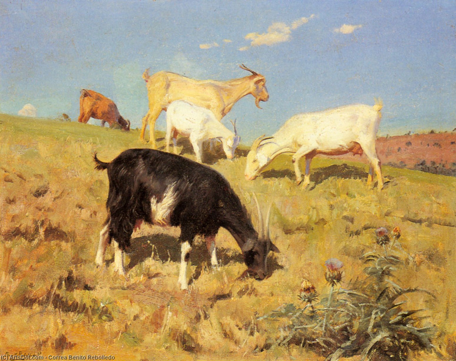 Goats Grazing On A Hillside — Correa Benito Rebolledo