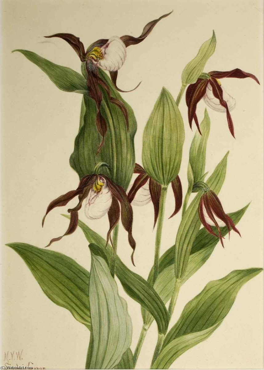 Mountain Lady's Slipper (cypripedium Montanum) — Mary Vaux Walcott