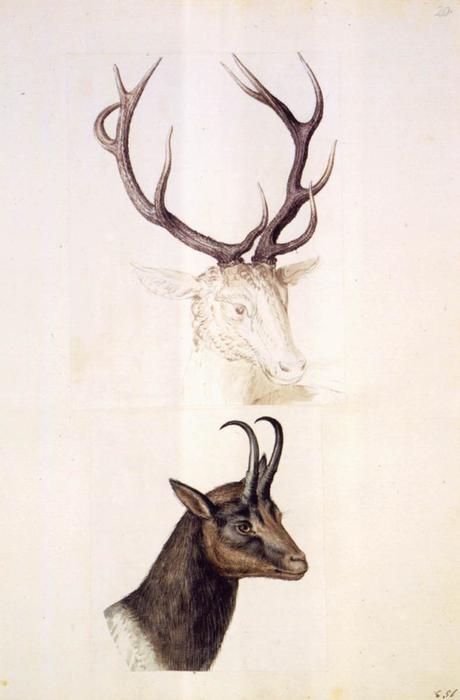 Estudios De La Naturaleza — Giuseppe Arcimboldo