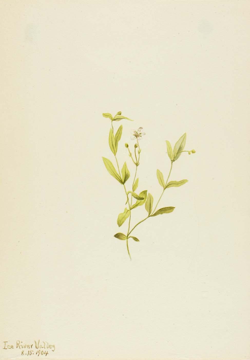 Moehringia Laberiflora — Mary Vaux Walcott