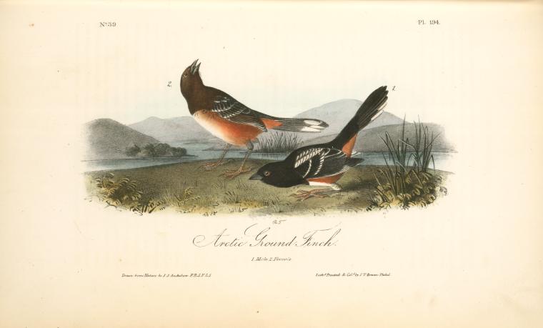 Arctic Ground Finch. 1. Male. 2. Female — John James Audubon