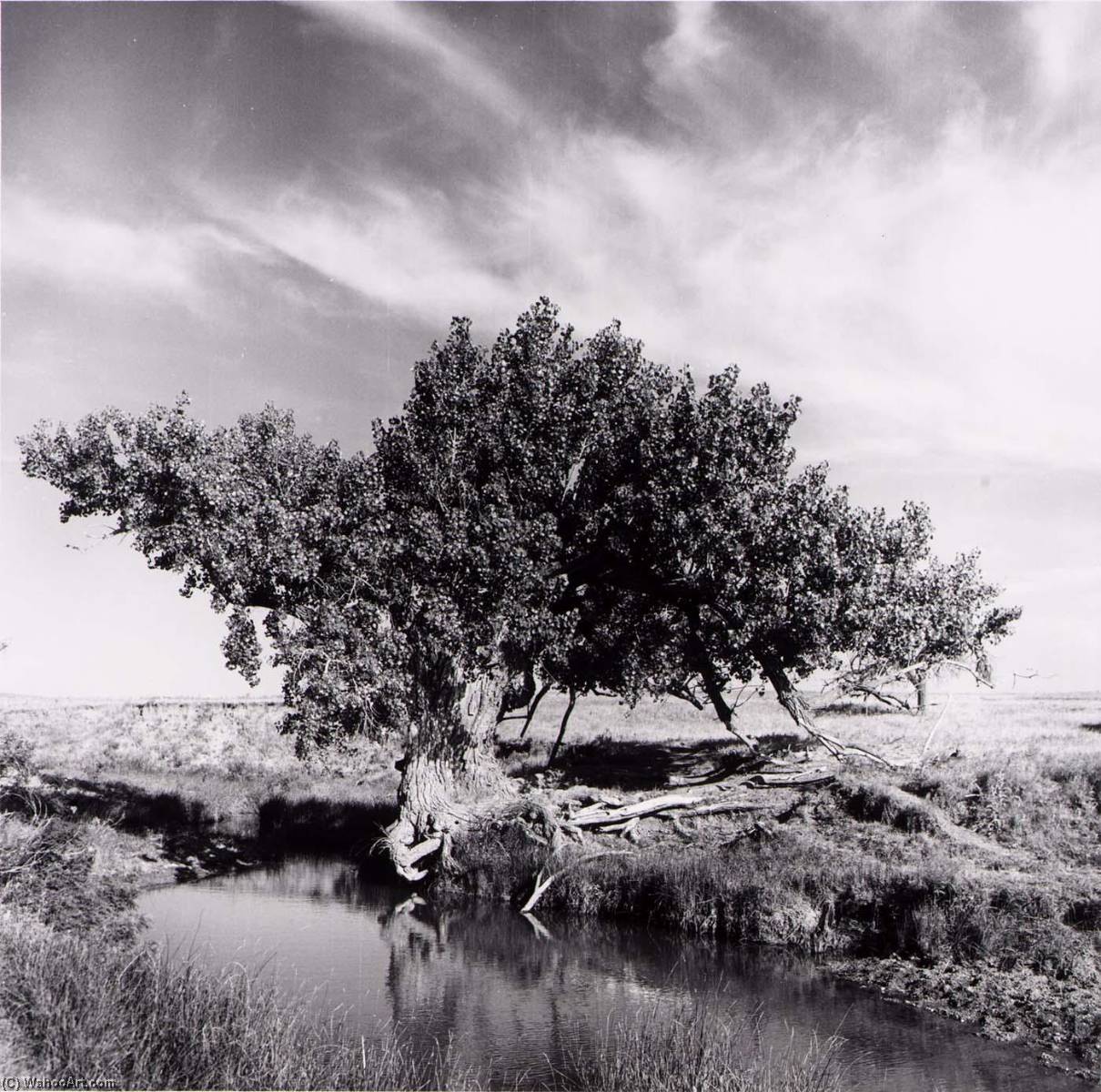 Tree, Kiowa County, From The Kansas Documentary Survey Project — Larry W Schwarm