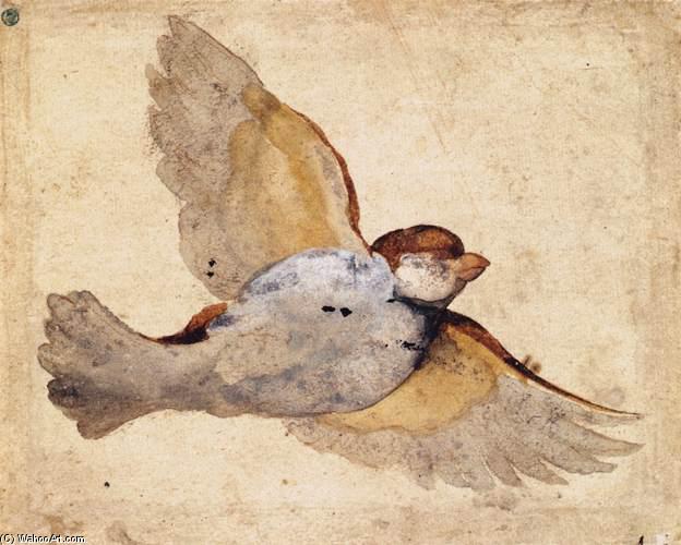 Estudio De Un Mirlo Volador — Giovanni Da Udine