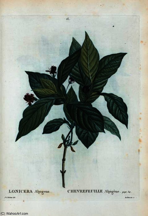 Lonicera Alpigena — Pierre Joseph Redouté