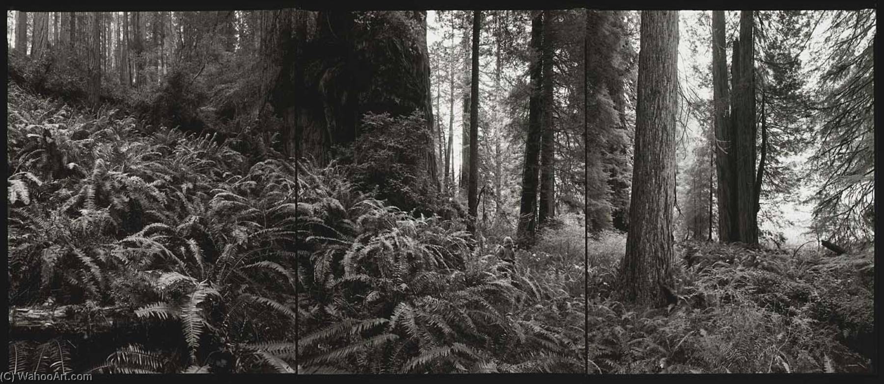 National Champion Coast Redwood, California, 1994 — Barbara Bosworth