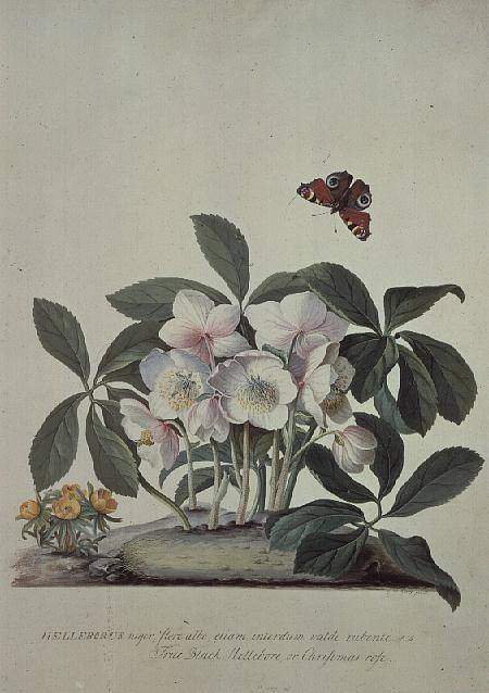 Christmas Rose (helleborus Niger) And Winter Aconite (eranthis Hyemalis) — Georg Dionysius Ehret