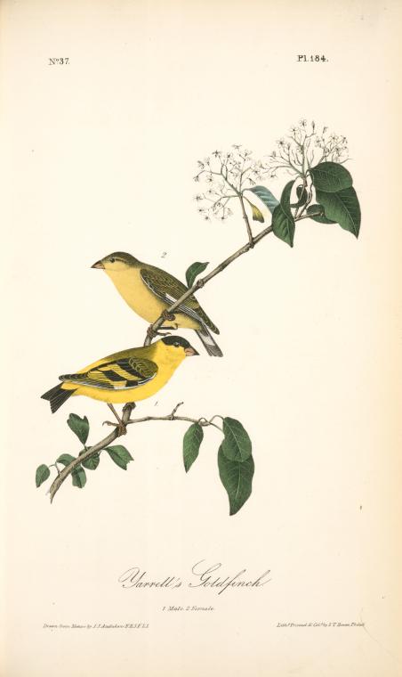 Yarrell's Goldfinch. 1. Male. 2. Female — John James Audubon