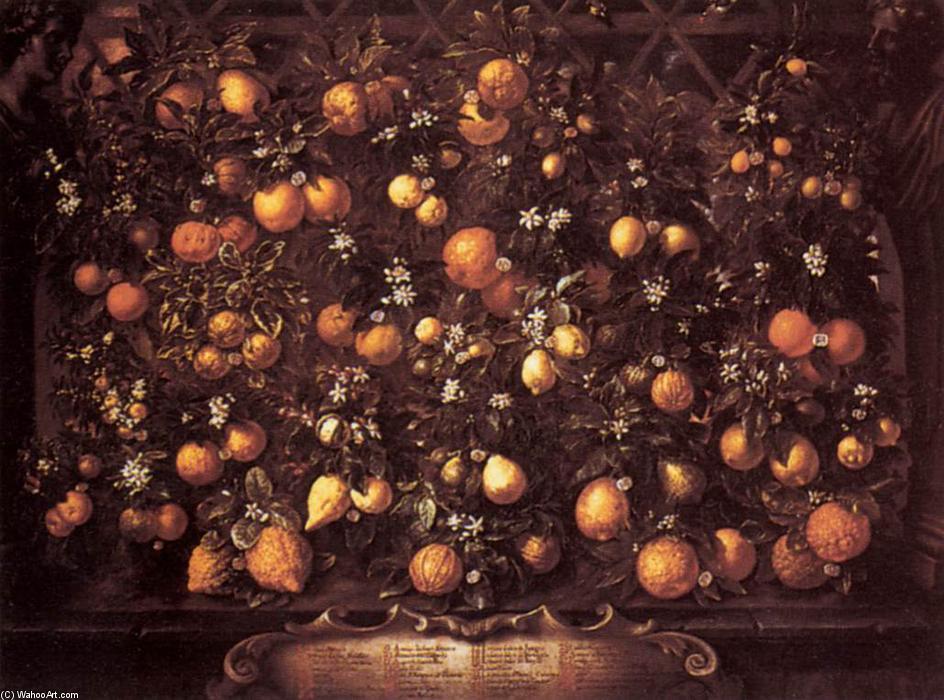 Citrus — Bartolomeo Bimbi