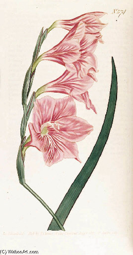 The Ladies' Flower Garden - (10) — Jane Loudon