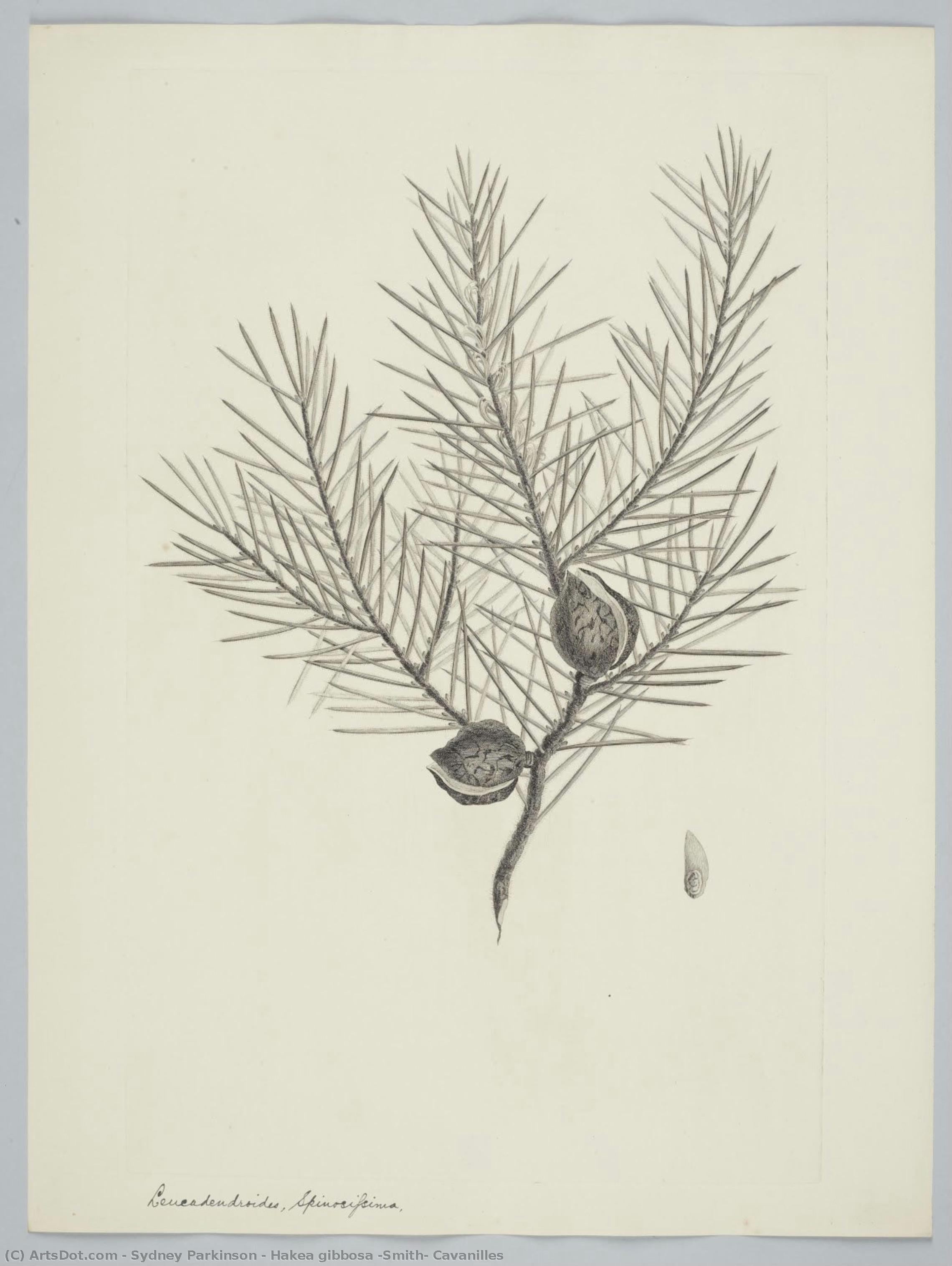 Hakea Gibbosa (smith) Cavanilles — Sydney Parkinson