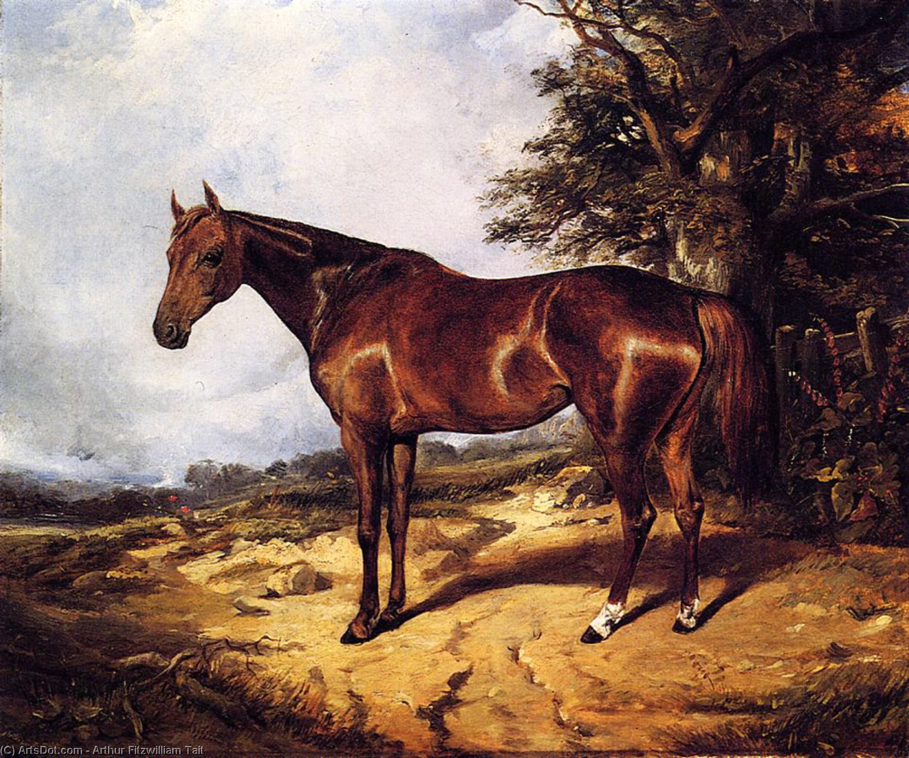 Thoroughbred — Arthur Fitzwilliam Tait