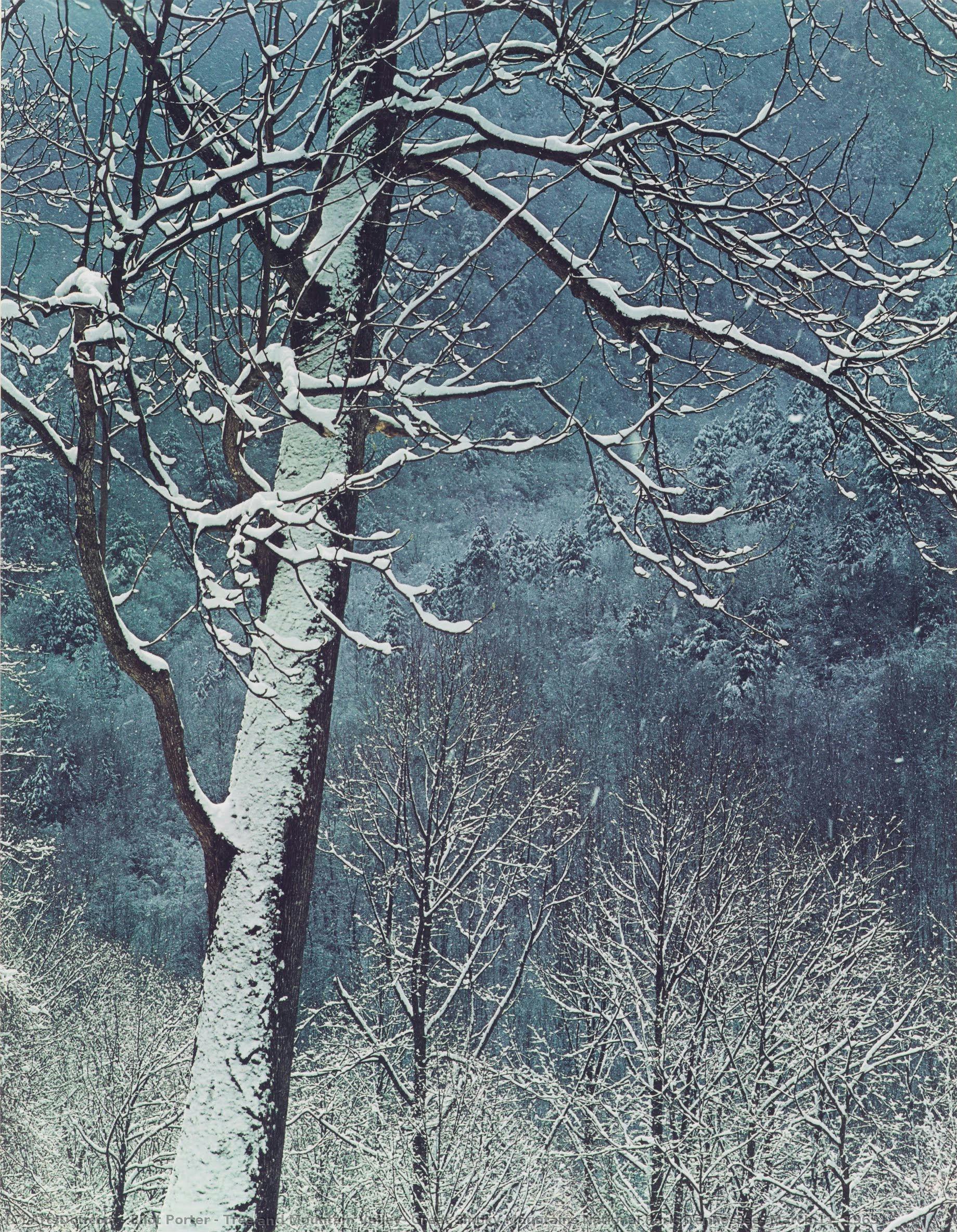 Tree And Mountain Valley, Great Smoky Mountains National Park, Tennessee, March 11, 1969 — エリオット・ポーター