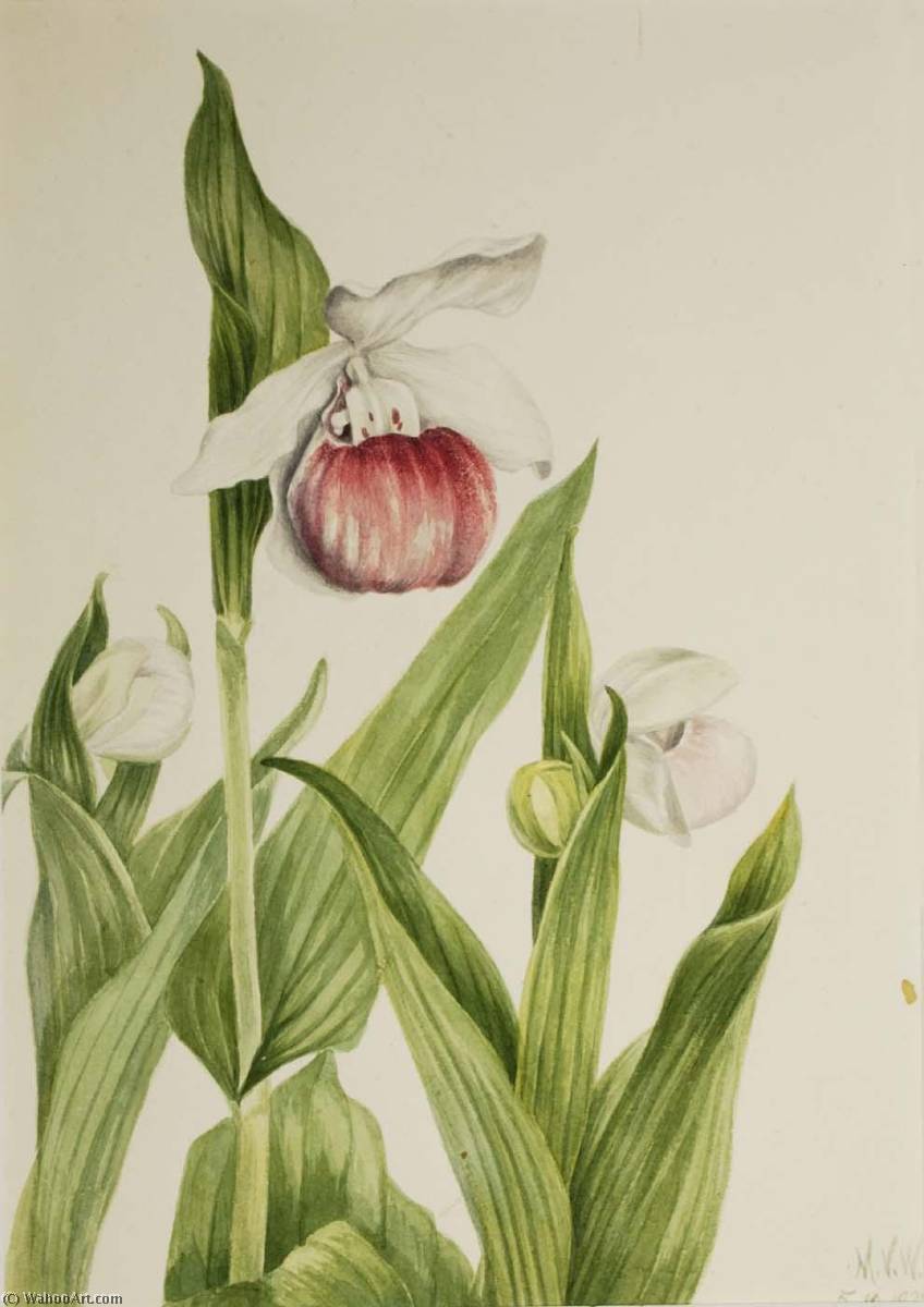 Showy Lady's Slipper (cypripedium Reginae) — Mary Vaux Walcott