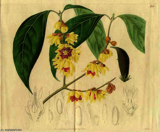 Calycanthus Praecox — Sidneam Tist Edvards
