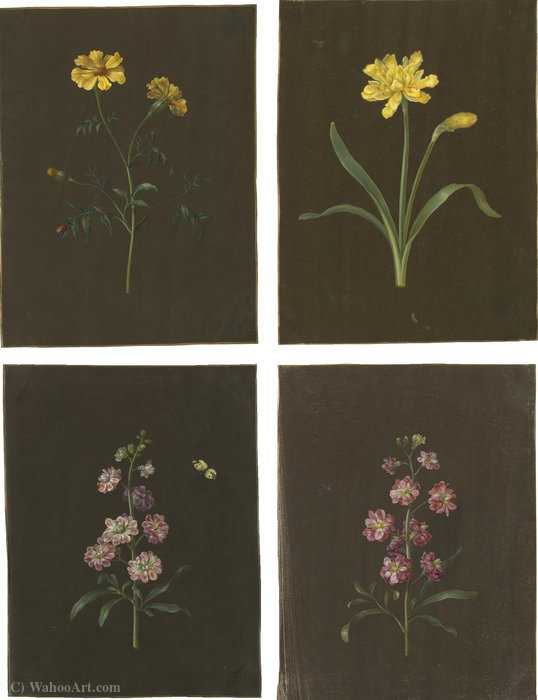 A Group Of Four Flower Studies, Including A Daffodil And A Marigold — Barbara Regina Dietzsch