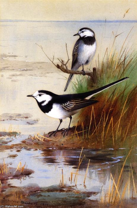 A Pair Of Pied Wagtails — Archibald Thorburn