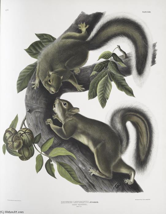 Sciurus Leporinus, Hare Squirrel. Natural Size — John James Audubon