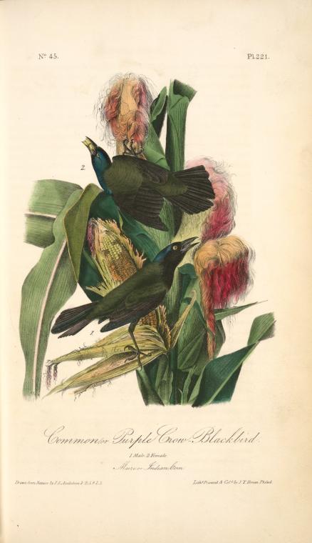 Common Purple Crow-blackbird. 1. Male. 2. Female. (maize Or Indian Corn — John James Audubon