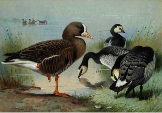 A White-fronted Goose And Barnacle Geese — Archibald Thorburn