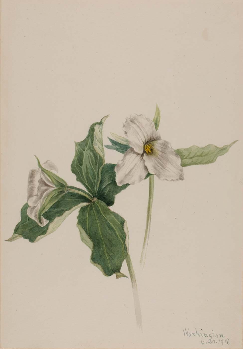 Wake Robin (trillium Grandiflorum) — Mary Vaux Walcott