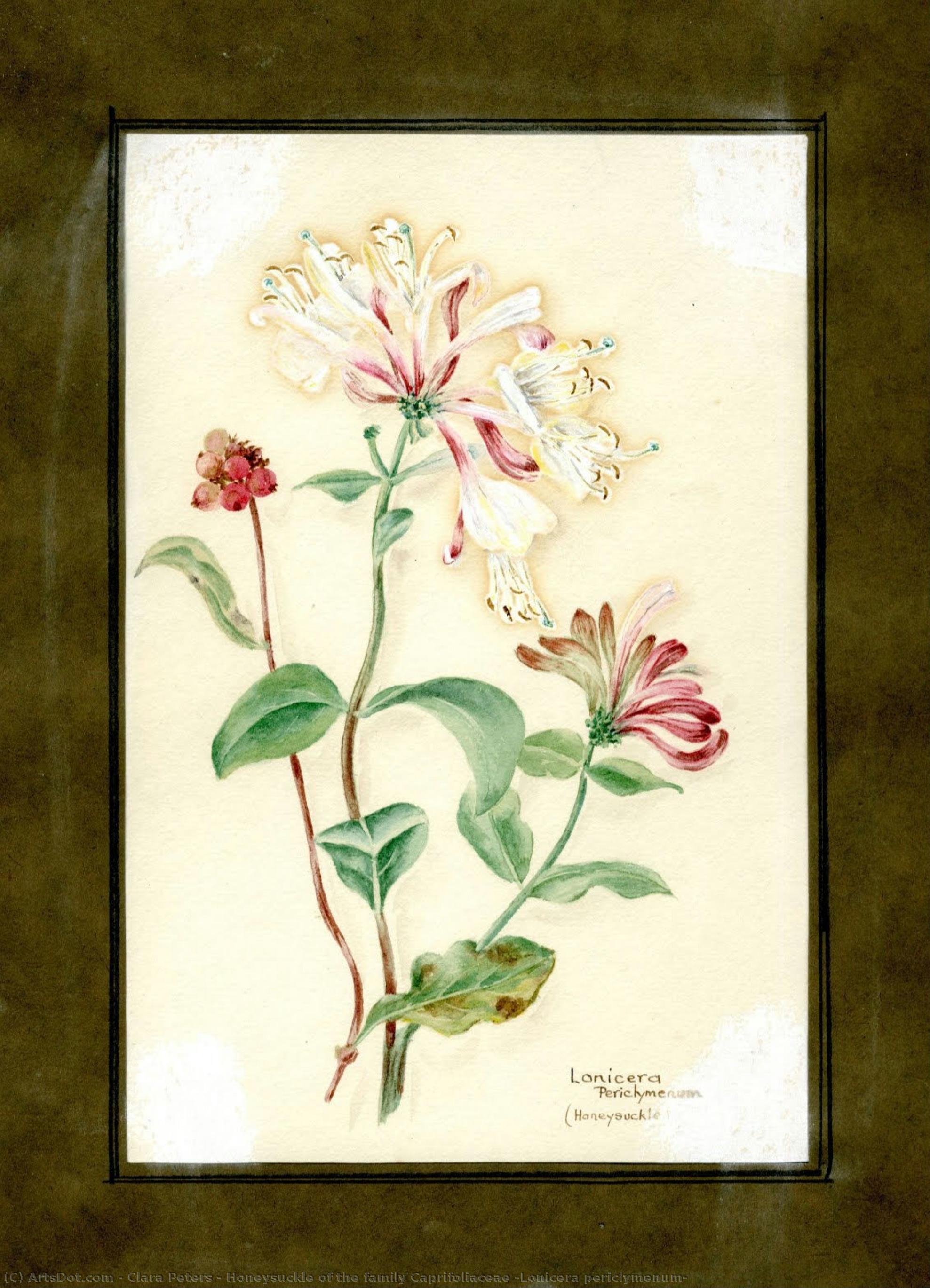 Honeysuckle Of The Family Caprifoliaceae (lonicera Periclymenum) — Clara Peeters