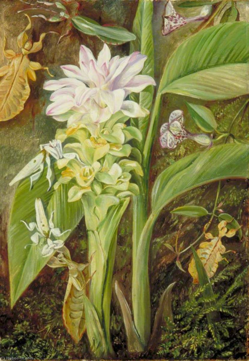 Zedoary, Eine Kletterpflanze Und Fangschrecken, Java — Marianne North