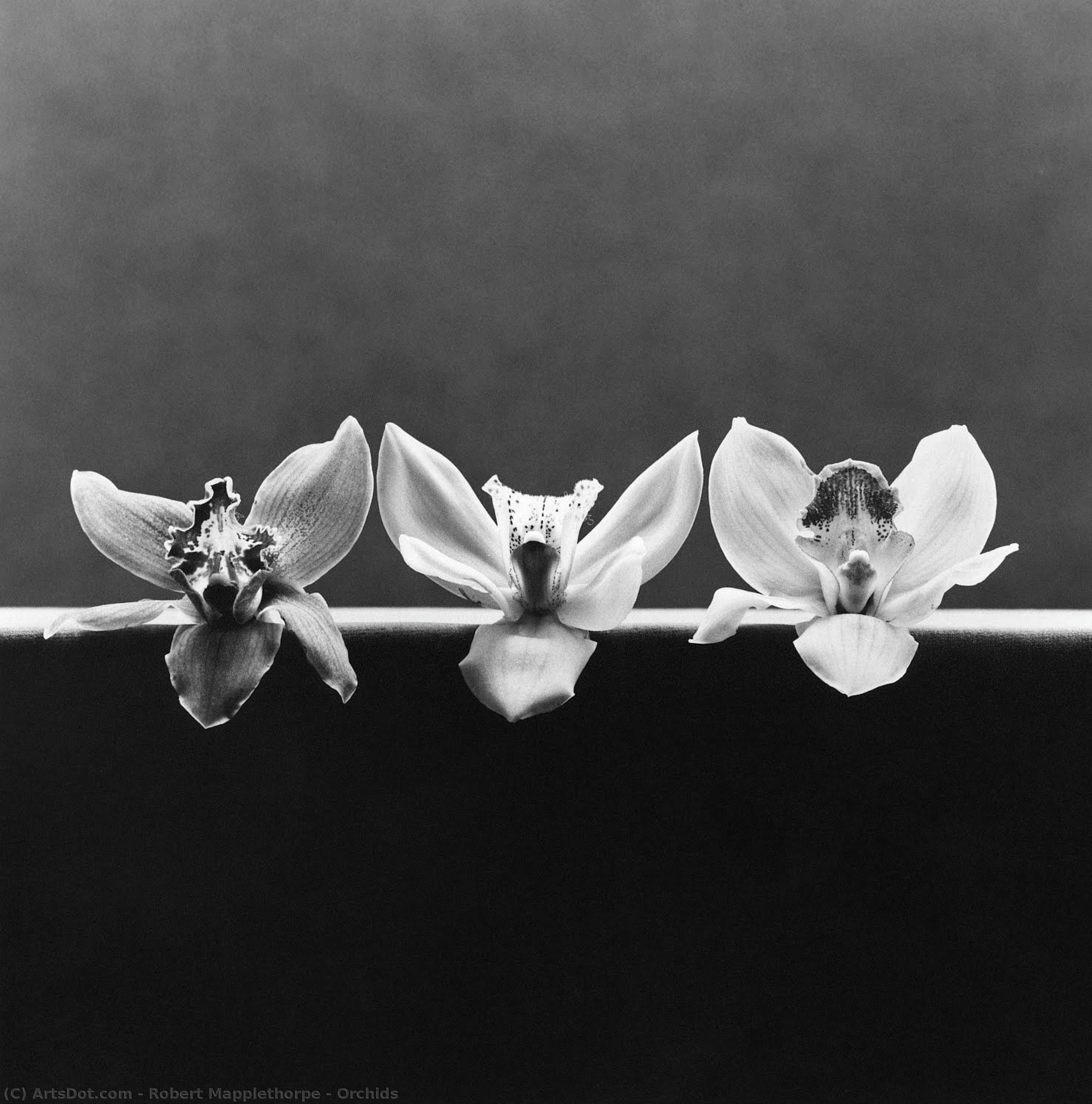 Orchids — Роберт Мэпплторп