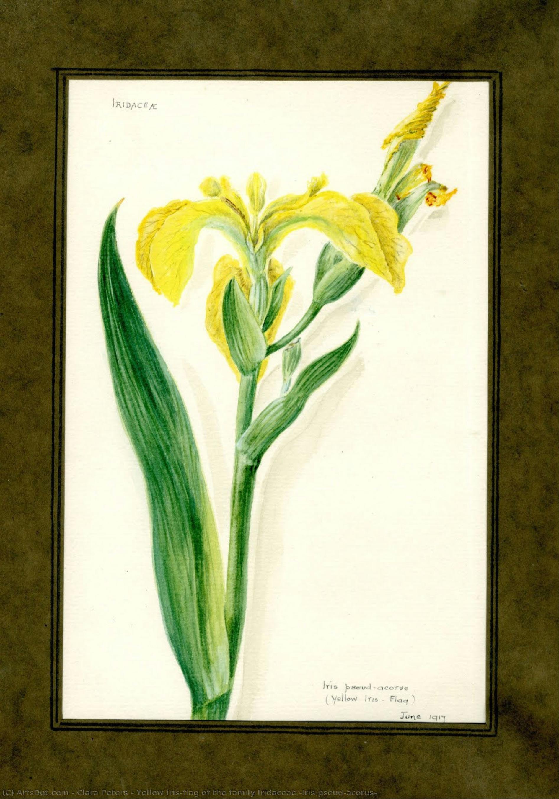 Yellow Iris-flag Of The Family Iridaceae (iris Pseud-acorus) — Clara Peeters