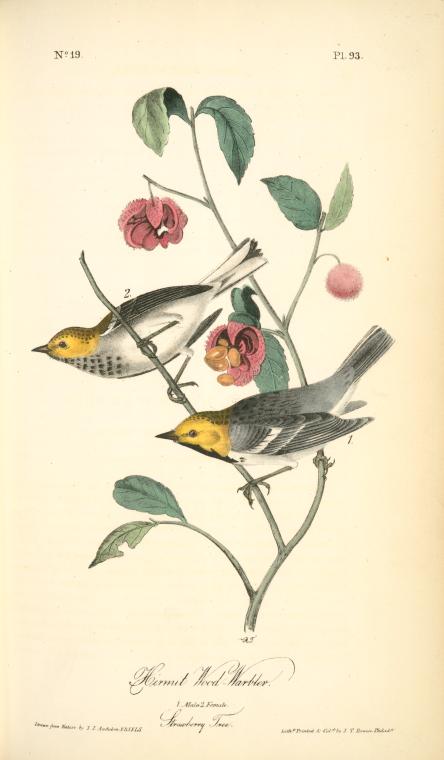 Hermit Wood-warbler. 1. Male. 2. Female. (strawberry Tree.) — Джон Јејмс Одобон