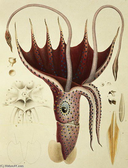 Histoire Naturelle Generale Et Particuliere Des Cephalopodes Acetabuliferes — Antoine Chazal