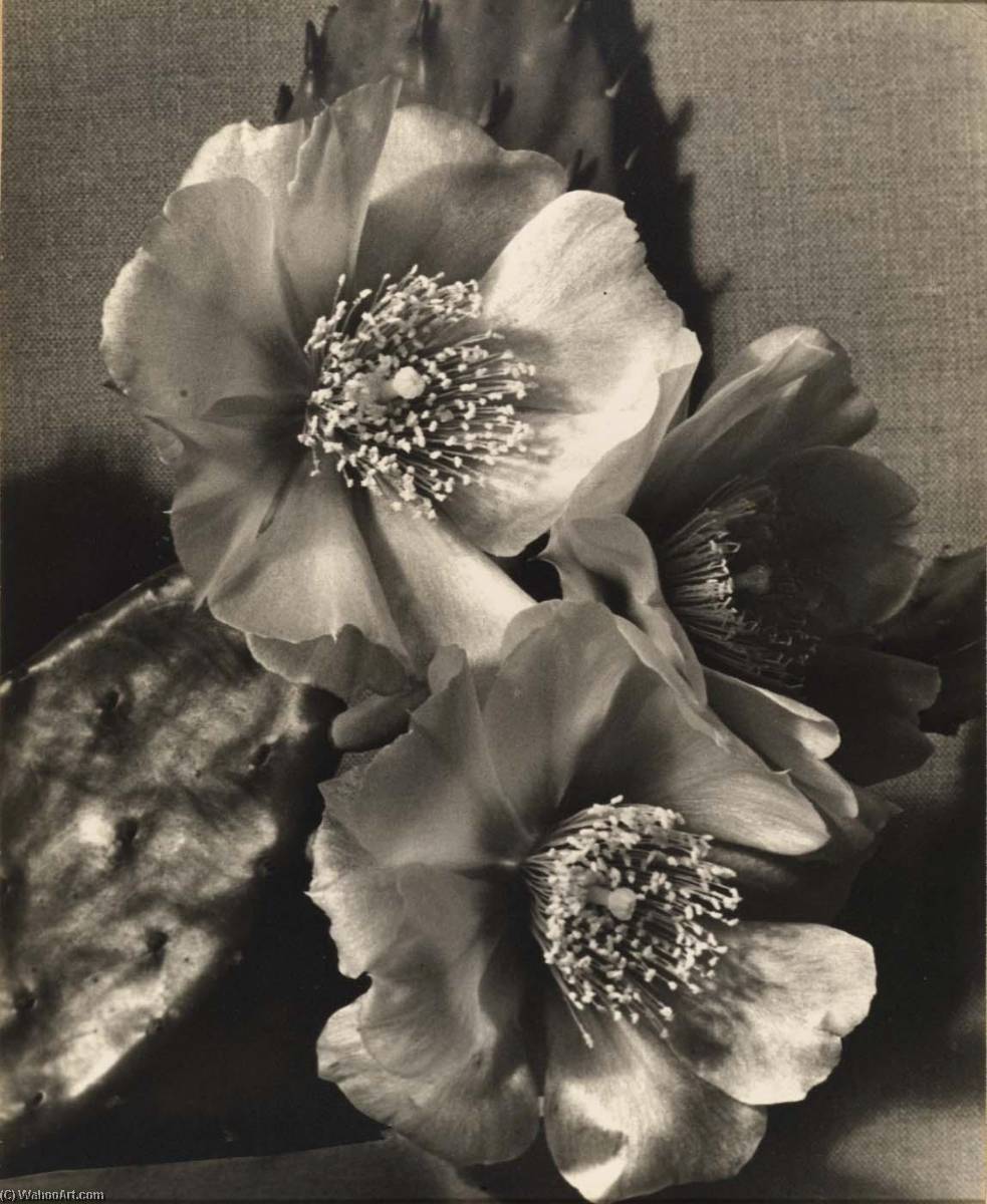 Contrast — Grace M Ballentine