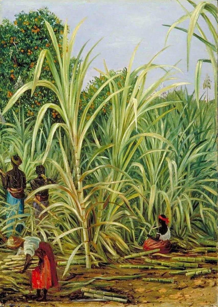 Harvesting The Sugar Cane In Minas Geraes, Brazil — Marianne North