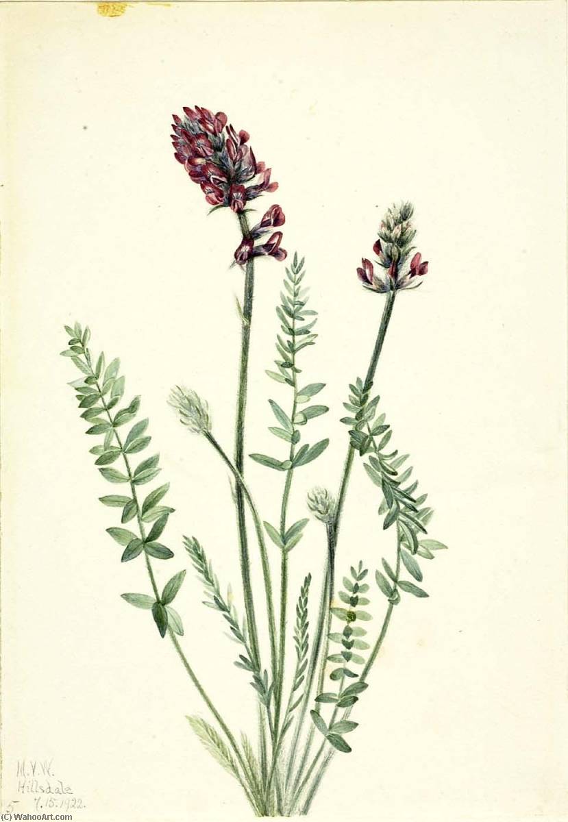 Showy Oxytrope (oxytropis Splendens) — Mary Morris Vaux Walcott