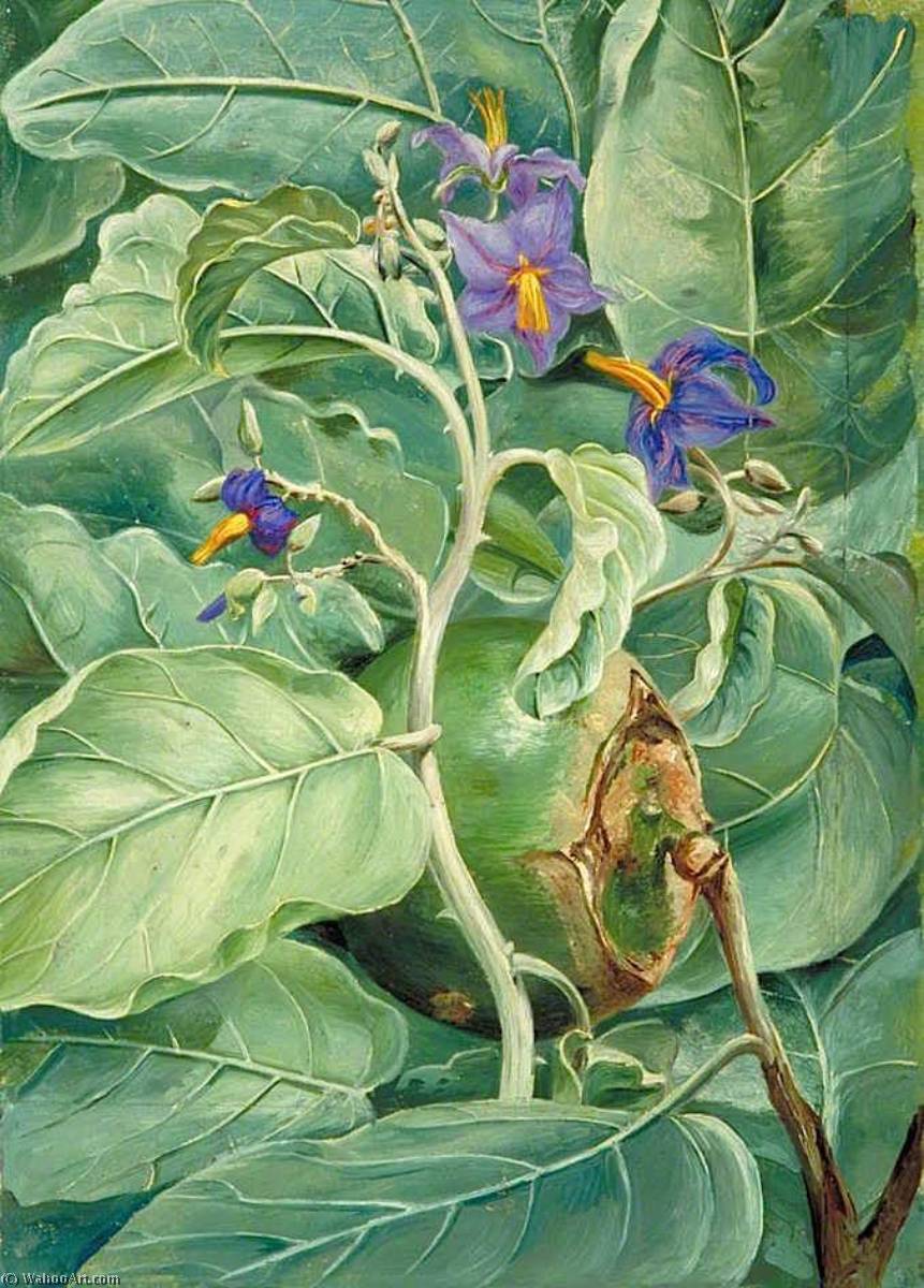 Foliage, Flowers And Fruit Of Poma De Lupa, Brazil — Marianne North